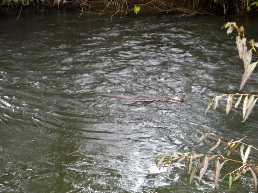 Just before the bulldozer arrived - an otter fishing in the section of the Lugg that was dredged a few days later